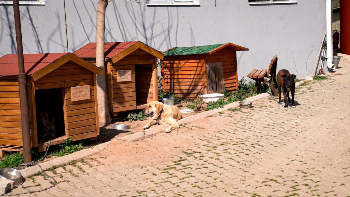 ismaillyetiskin's tweet photo. Çöpe giden yemekler artık çöpe gitmeyecek, can dostlarımızın maması olacak.

Sokak Hayvanları Yuvası’nda hayata geçirdiğimiz mama kompost makinemizle evlerimizden ve lokantalarımızdan çıkan yenmemiş yemekleri değerlendiriyor, can dostlarımız için mamaya dönüştürüyoruz. 🐾 https://t.co/IBxm7rW2YP