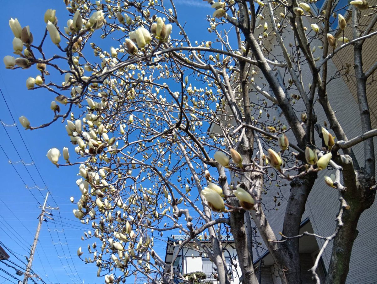 tk_seigado's tweet photo. 旧高槻藩の街かどで、ハクモクレンが咲いて来ました！ https://t.co/E42UoMRkrr