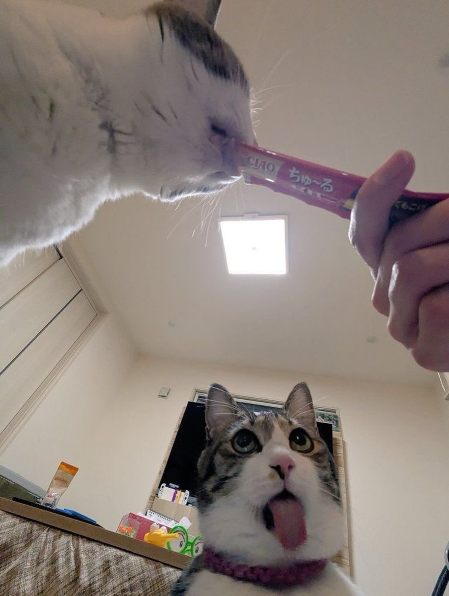 CuteAdorableCat's tweet image. 