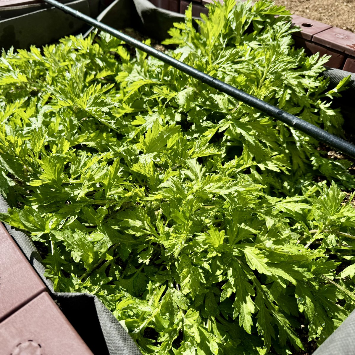 野草研究所 tweet media