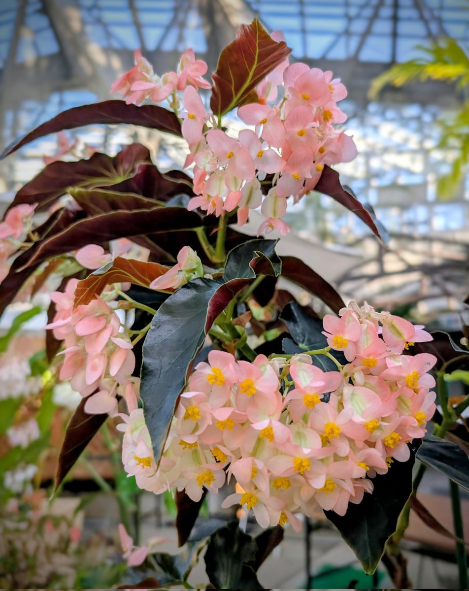 明日から展示会が始まります　ベゴニアの花のシャンデリア見に来てね