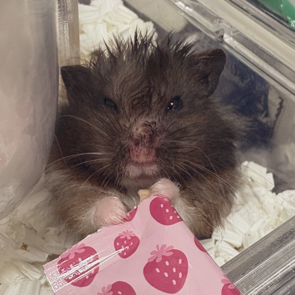 ハムスターオタク tweet media