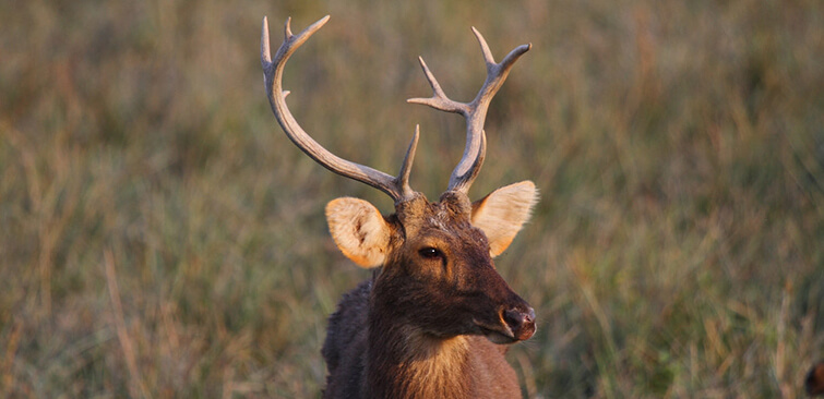 Kanha Tiger Reserve tweet media