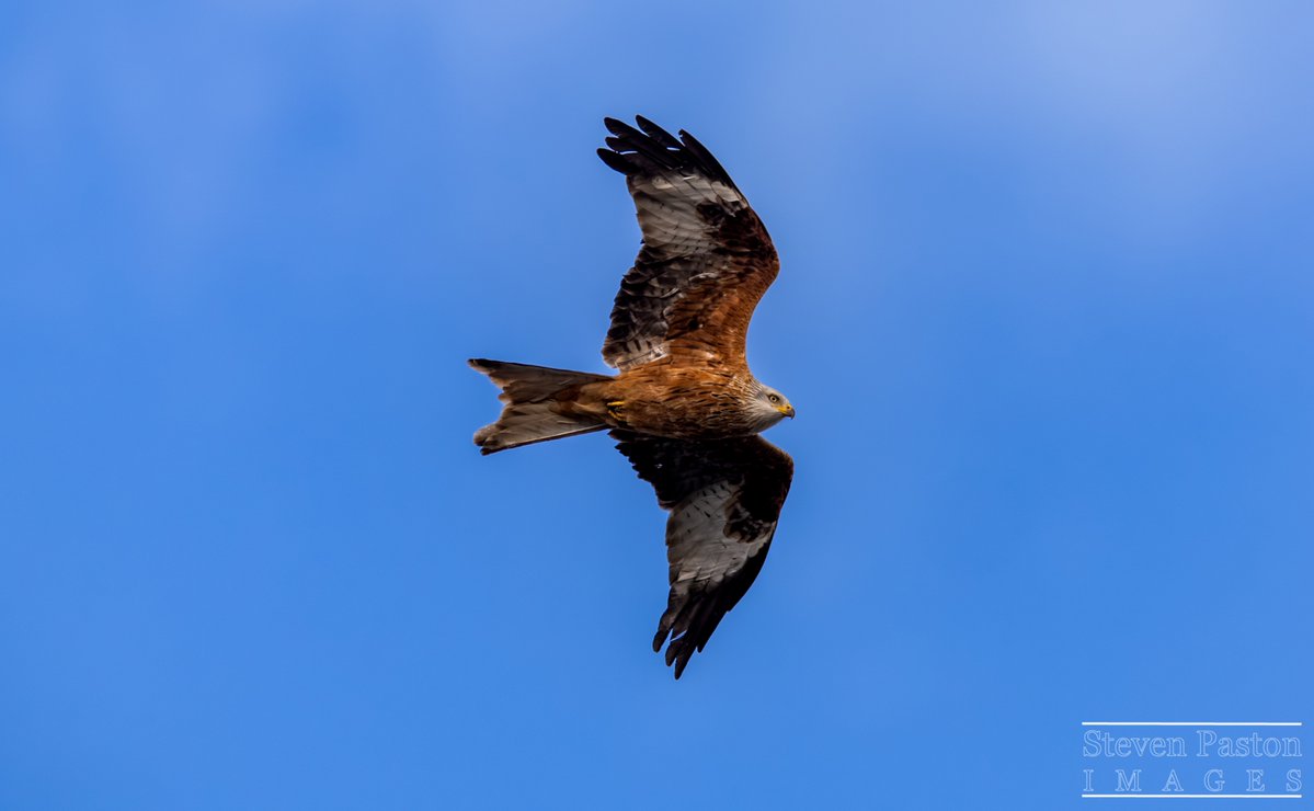 steven paston tweet media