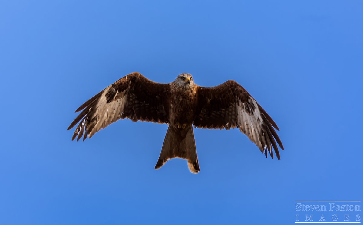 steven paston tweet media