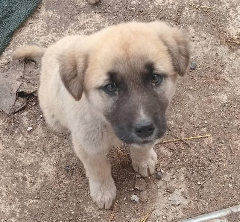 Öyle bir çağ ki 
hayvanlar insanlardan daha merhametli
Şair diyor ya 
Çocuktan Tebessümü 
Kediden Huzuru 
Köpekten Dostluğu  Öğrendim.
İnsanı Anlamak Haddimi Aştı…
 onların dostluğu bütün ilaçlardan şifadır