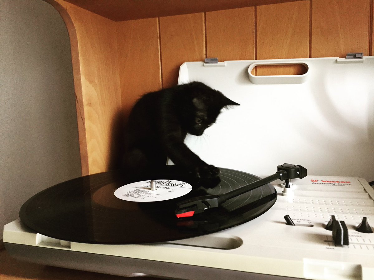 猫別府 tweet media