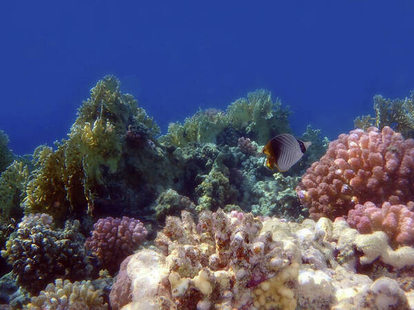 HurmerintaArt's tweet image. The threadfin butterflyfish (Chaetodon auriga). Rare moment to see only one fish among the many corals. What a beautiful moment.
Photographed in the Red Sea.
#underwater #nature #tropicalfish #wallart #puzzles
 johanna-hurmerinta.pixels.com/featured/natur…