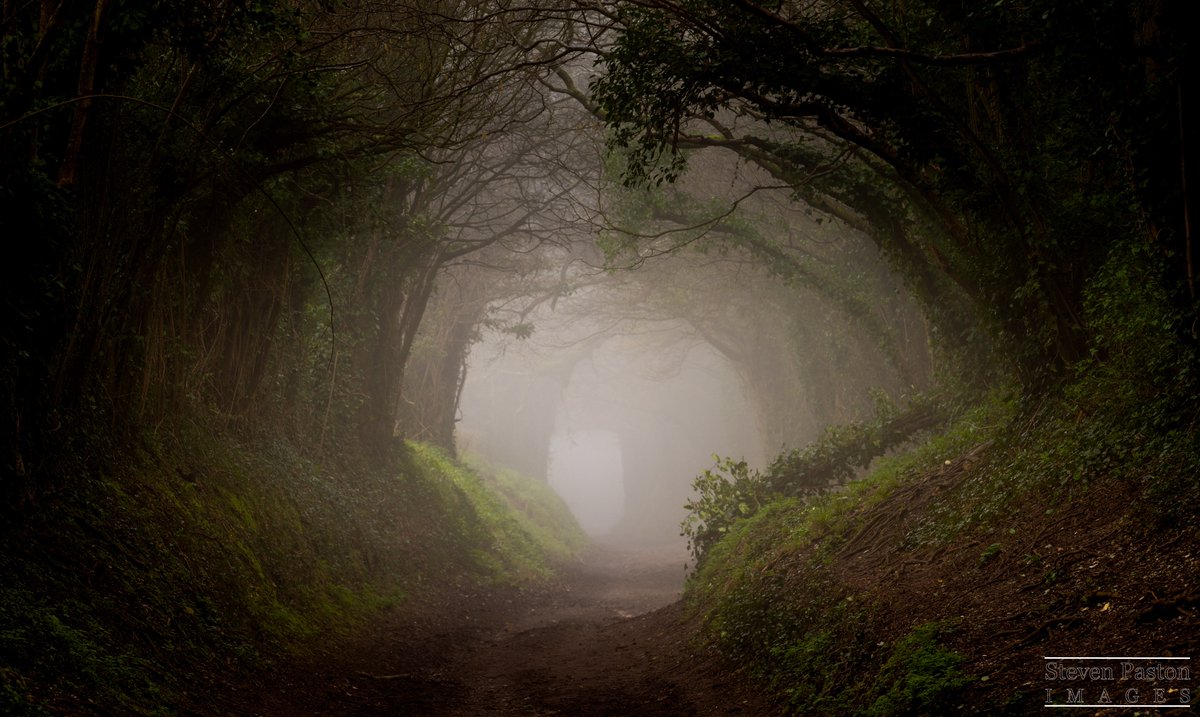 steven paston tweet media