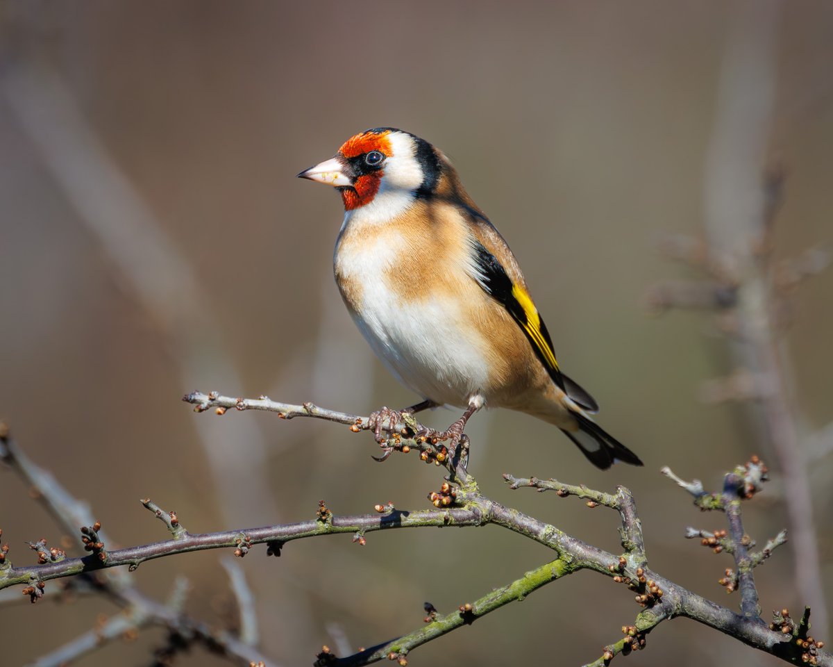 Mark Hume tweet media