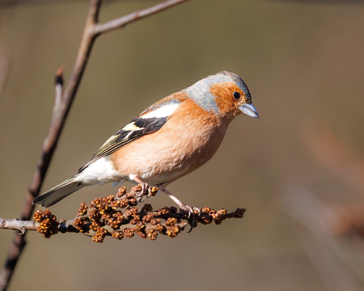 Mark Hume tweet media