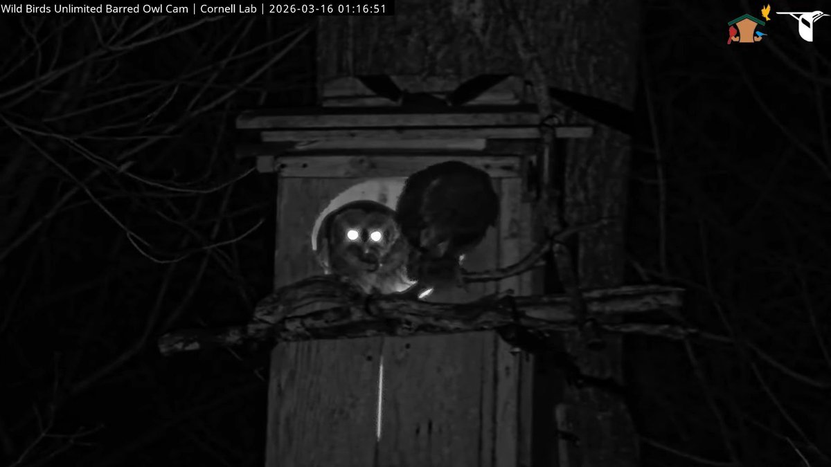 WBU Barred Owl Cam tweet media