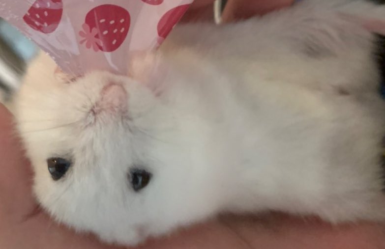 り꒰ ՞•ﻌ•՞ ꒱ tweet media