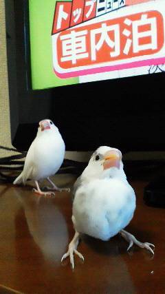 SAKURA🌸🍡お団子文鳥❣️ tweet media