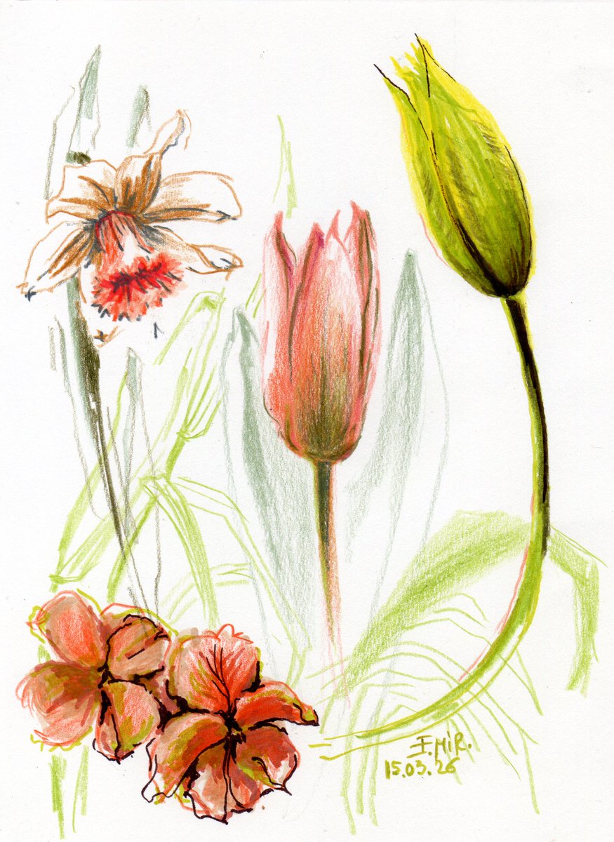 Elena Miron tweet media