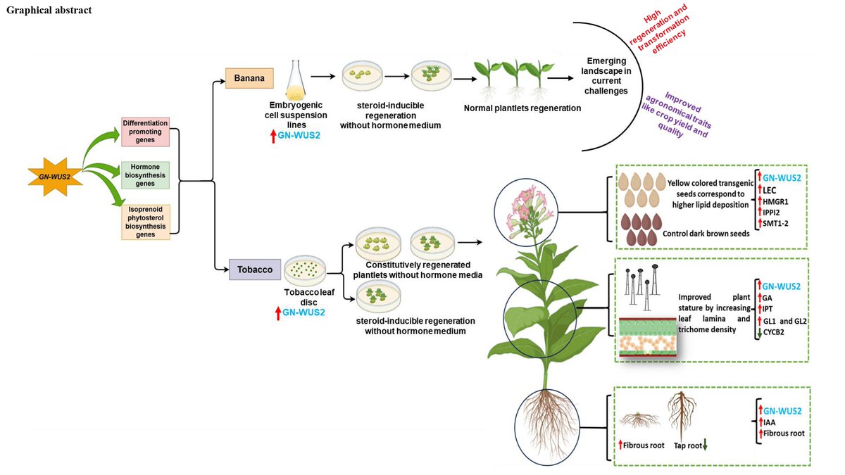 NABI_India's tweet photo. Happy to share that @siddharthDNA  &amp; team @NABI_India  recent article published in "Plant Biotechnology Journal" (IF: 10.5). Click here to access>> https://t.co/hZS7rMFVb2 https://t.co/SYazOaSqXO