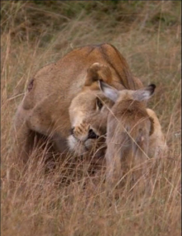 town freak tweet media