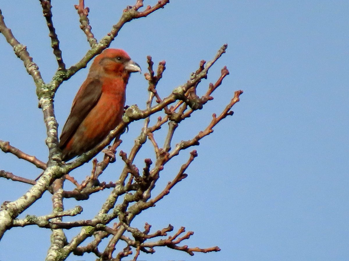 StormchaserAl tweet media