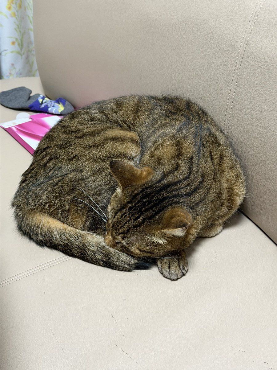 ELJAᓚᘏᗢ 🐾（えるじゃ） tweet media