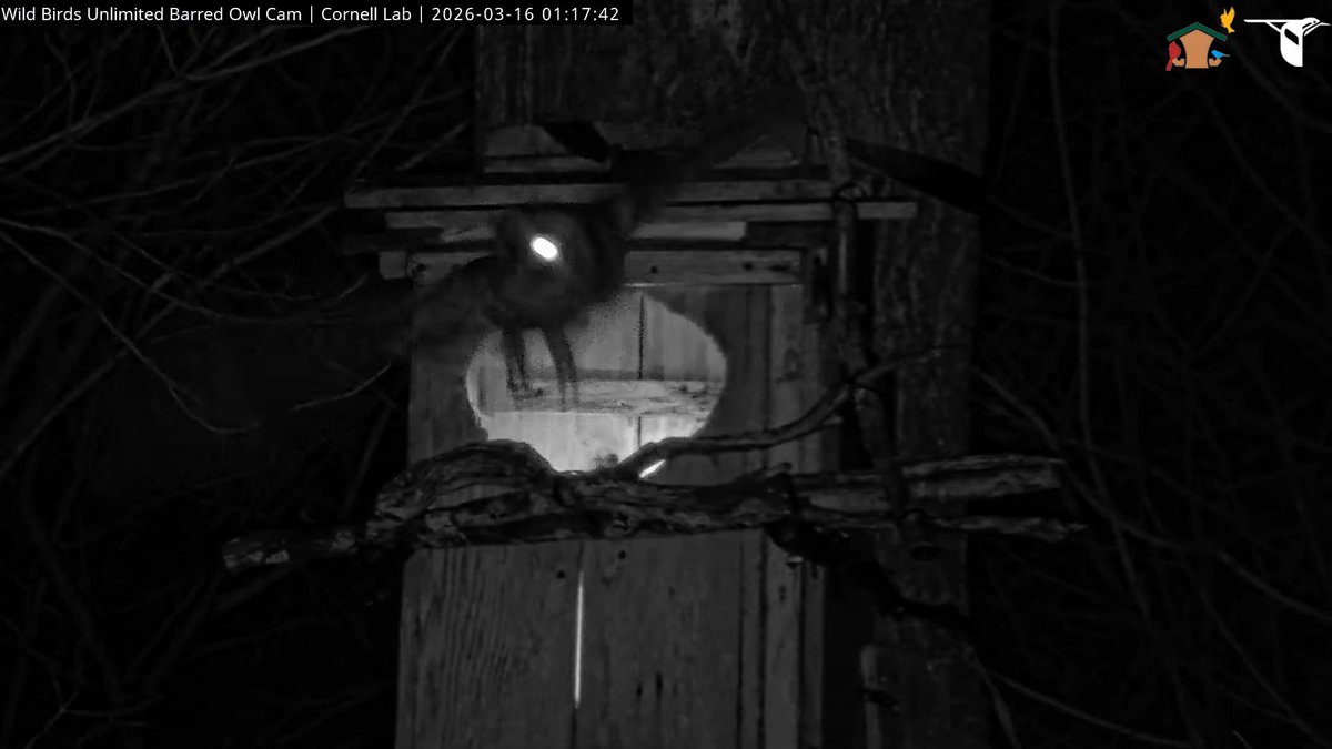WBU Barred Owl Cam tweet media