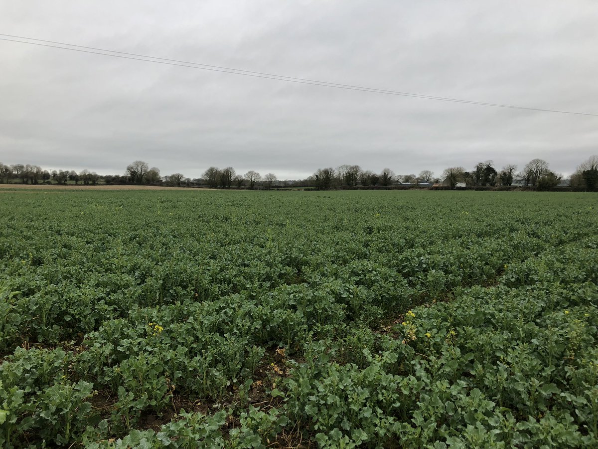 ArableSam's tweet photo. Despite the cool damp conditions, osr is trucking on. Cv LG Armada @reglimagrain 
#rotations 
#arableireland https://t.co/7r5ewMOmGz