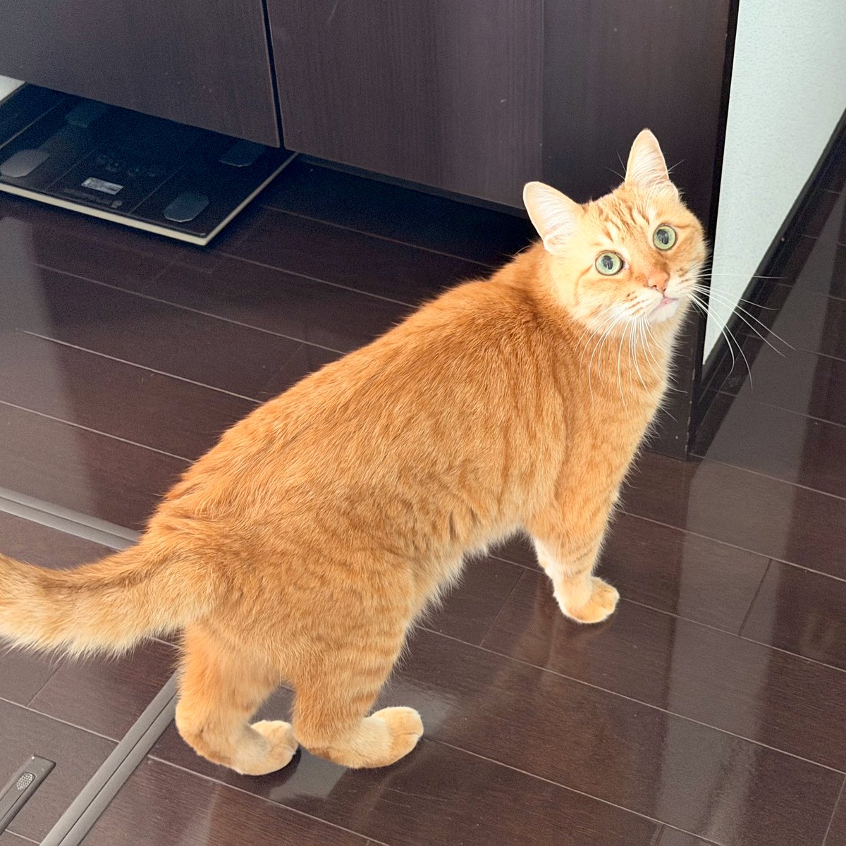 アび🌻山と猫 tweet media