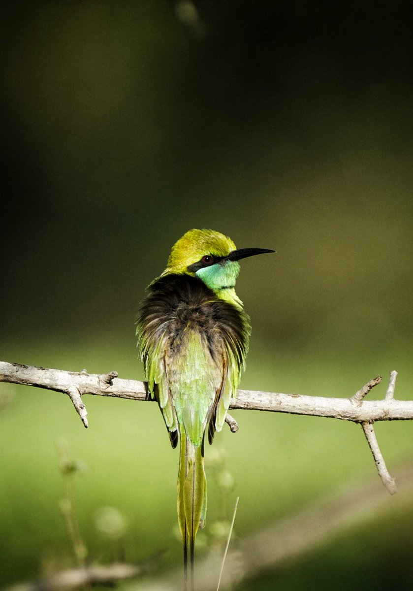 Pench Tiger Reserve tweet media