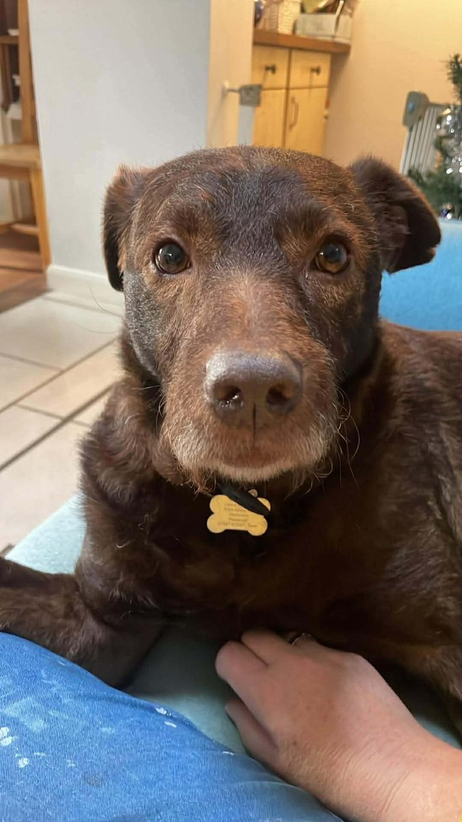 Second Chance Dog Rescue tweet media