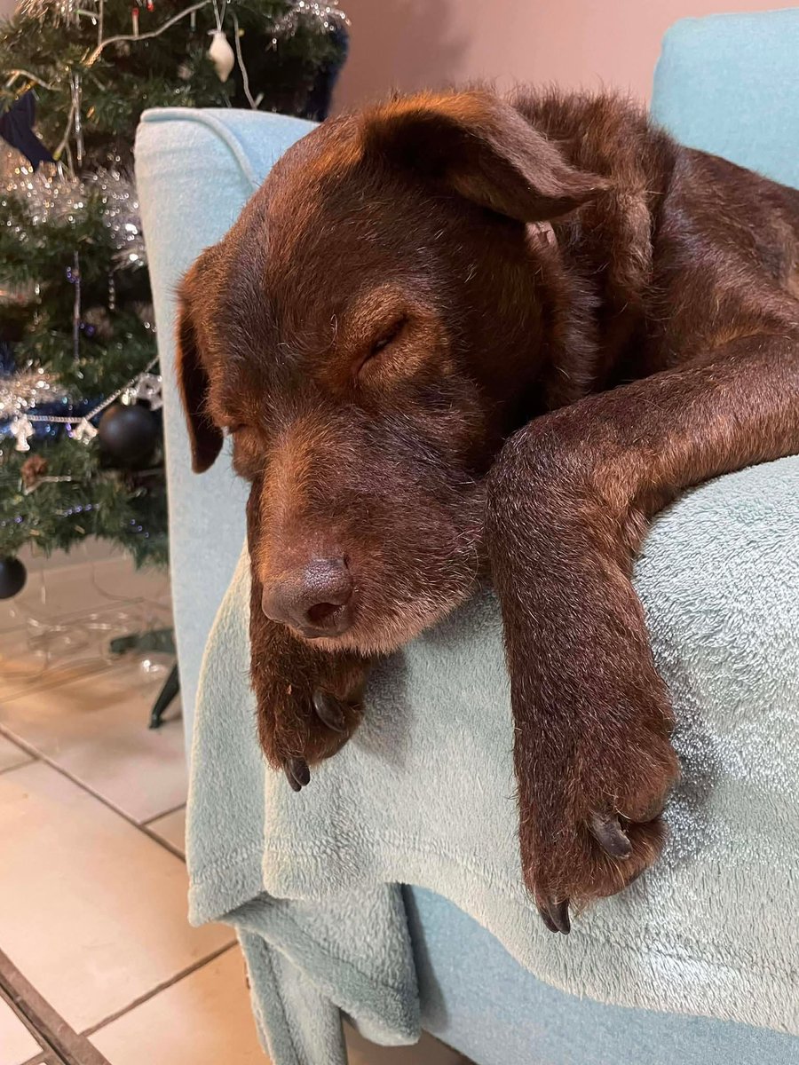 Second Chance Dog Rescue tweet media