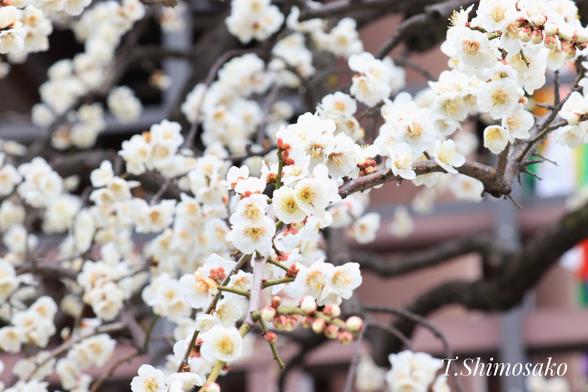 千葉タコス🌮 tweet media