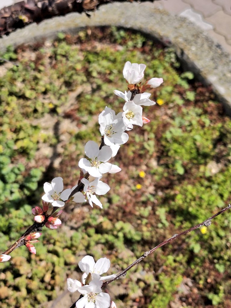 デンジャラス晁直 tweet media