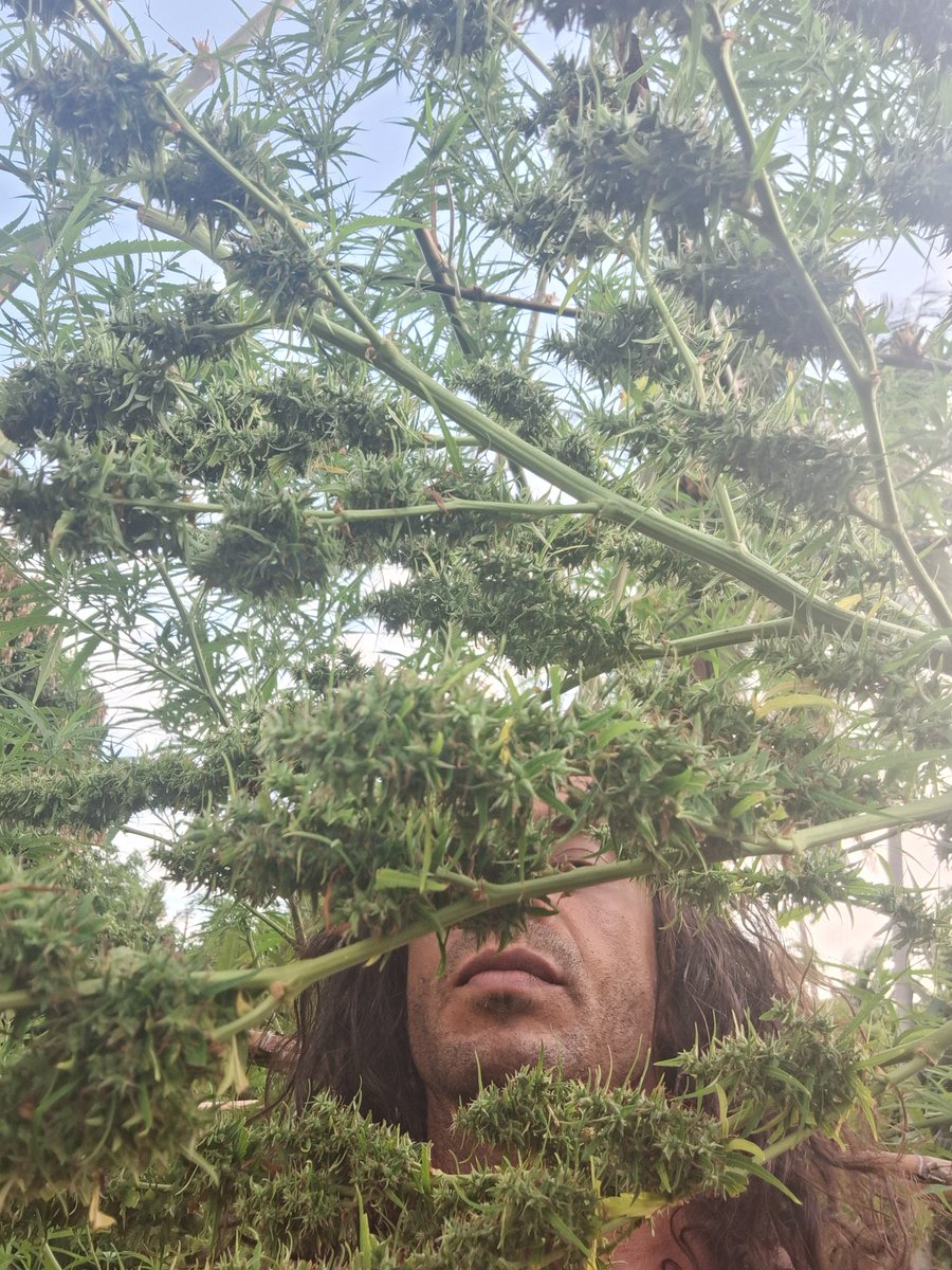 Funkmasterfive tweet media