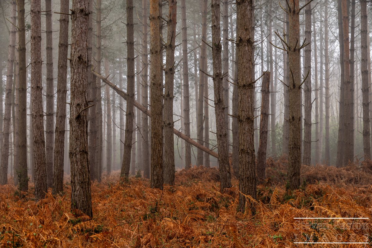 steven paston tweet media