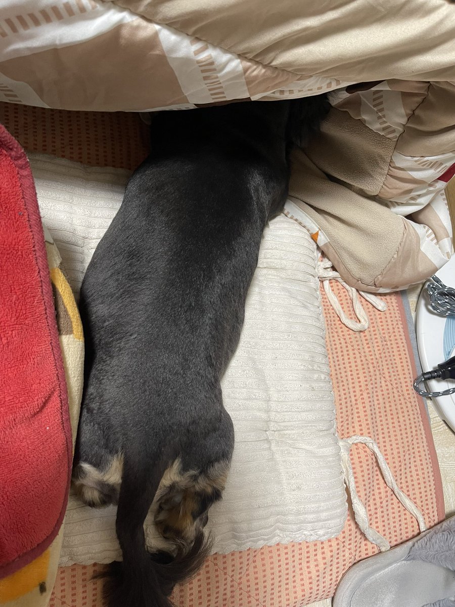 遊ぼう❣️
ピーピーピー.。o○　○o。.🐶
イチ 二ーサーン  ぽいっ💖

おやすみなさいワン🐶💤
静かになったと思ったら🥰