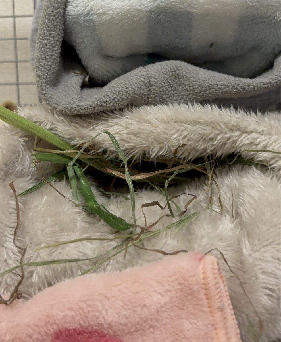 寝床に草の香りをまとわせたいふうちゃん🐭✨

#デグー