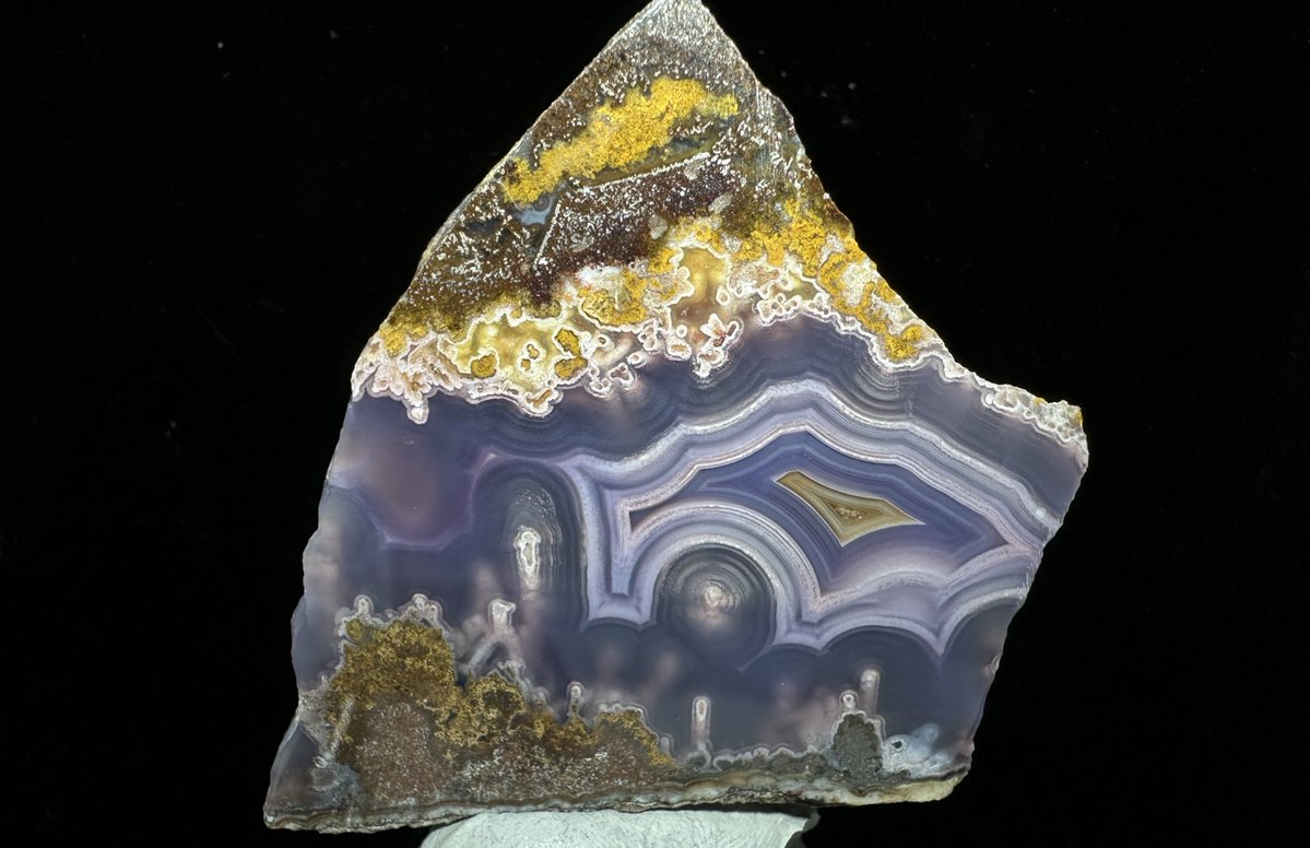 グンマー tweet media