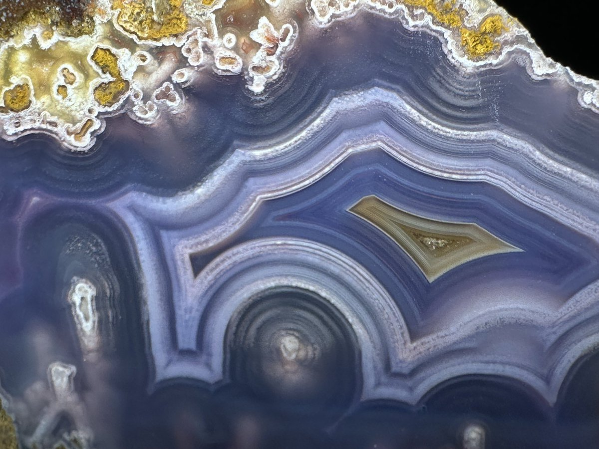 グンマー tweet media