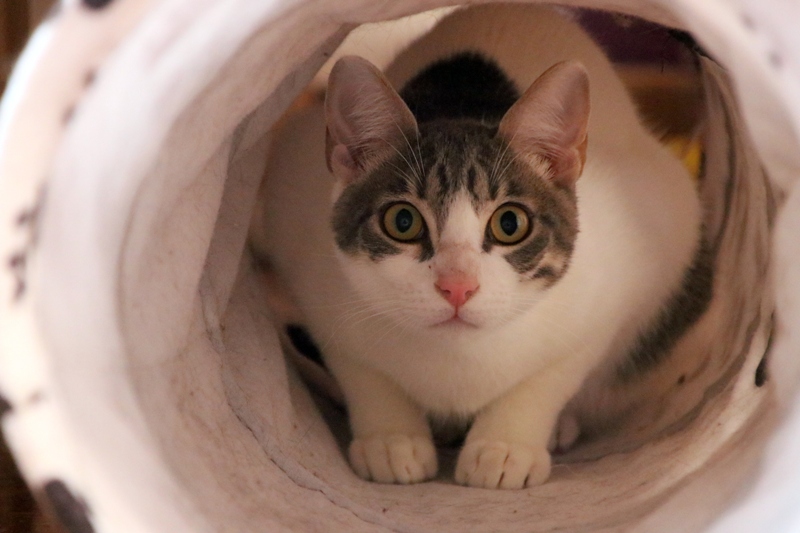 AdopFelinasVLC's tweet photo. Al peque de #KESSI le encanta esperar que pase un compi gatuno por delante del túnel 😝😝
https://t.co/7gtKuiwpKh https://t.co/91nckjICRm