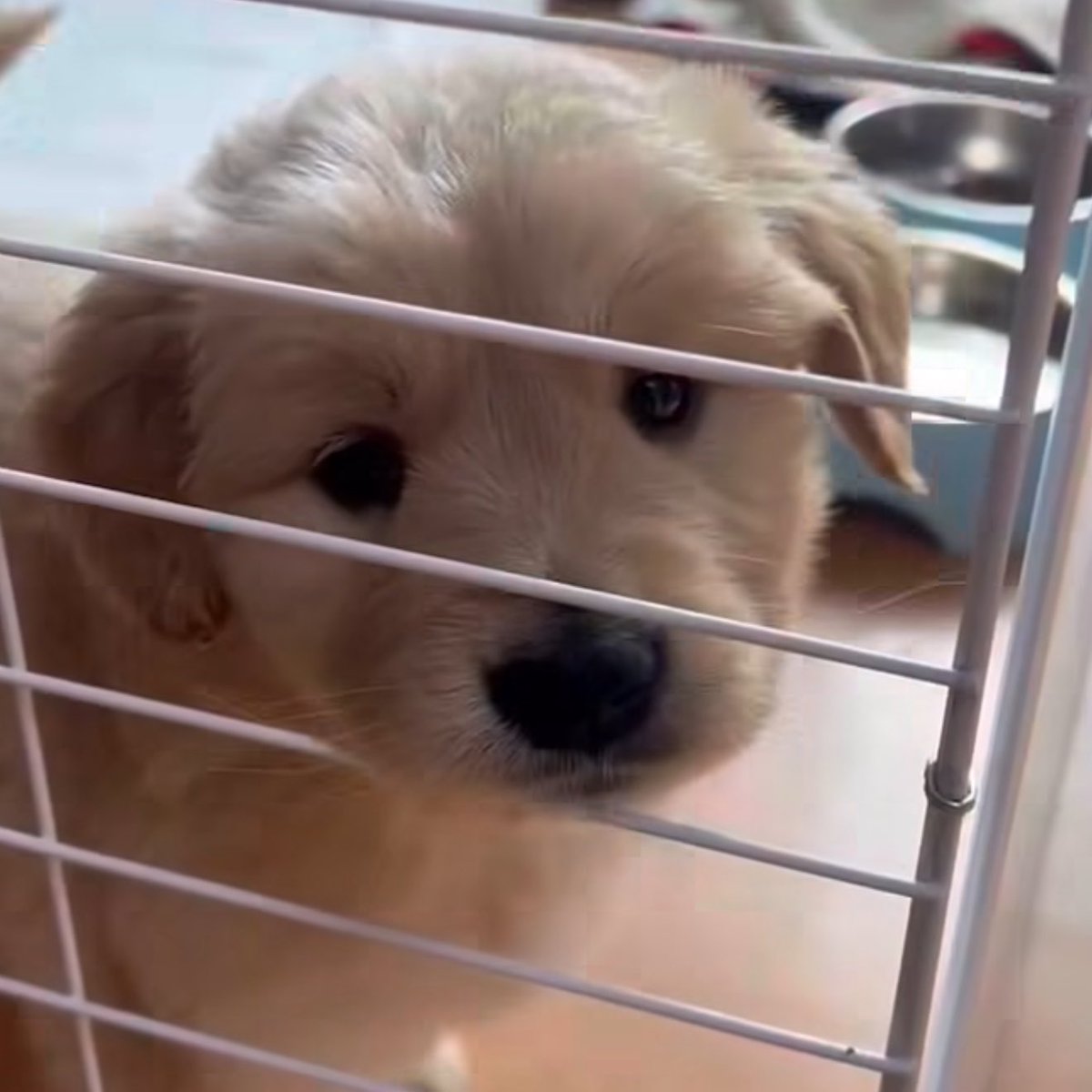 takemybear 🐶 tweet media