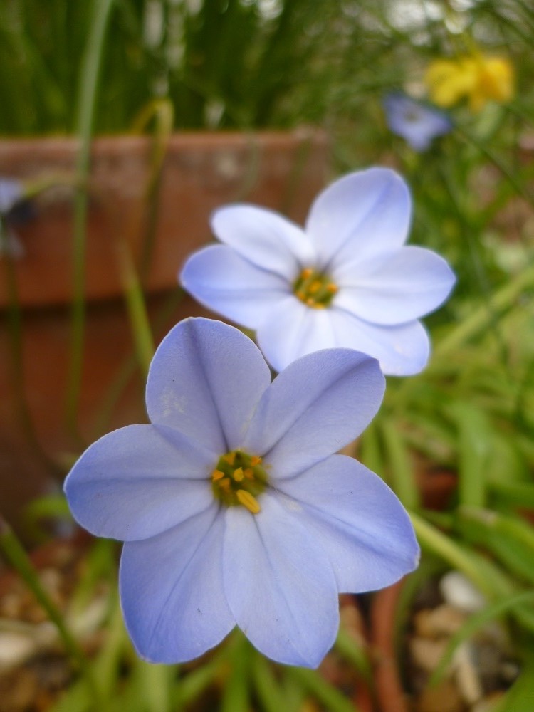 CommunityGdnsLondon tweet media