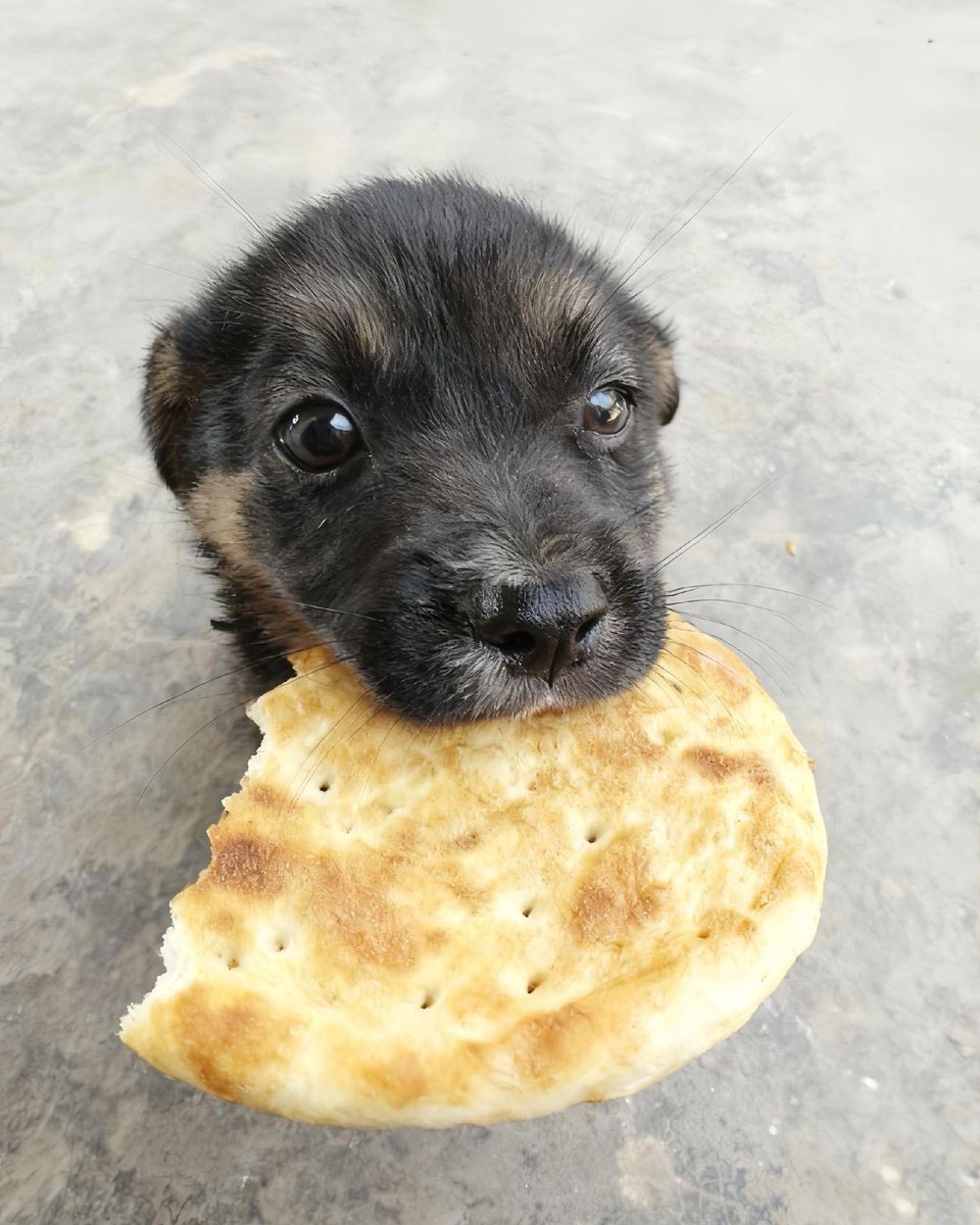 everything dogs 🐶 tweet media