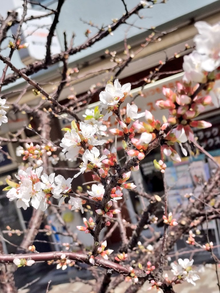 デンジャラス晁直 tweet media