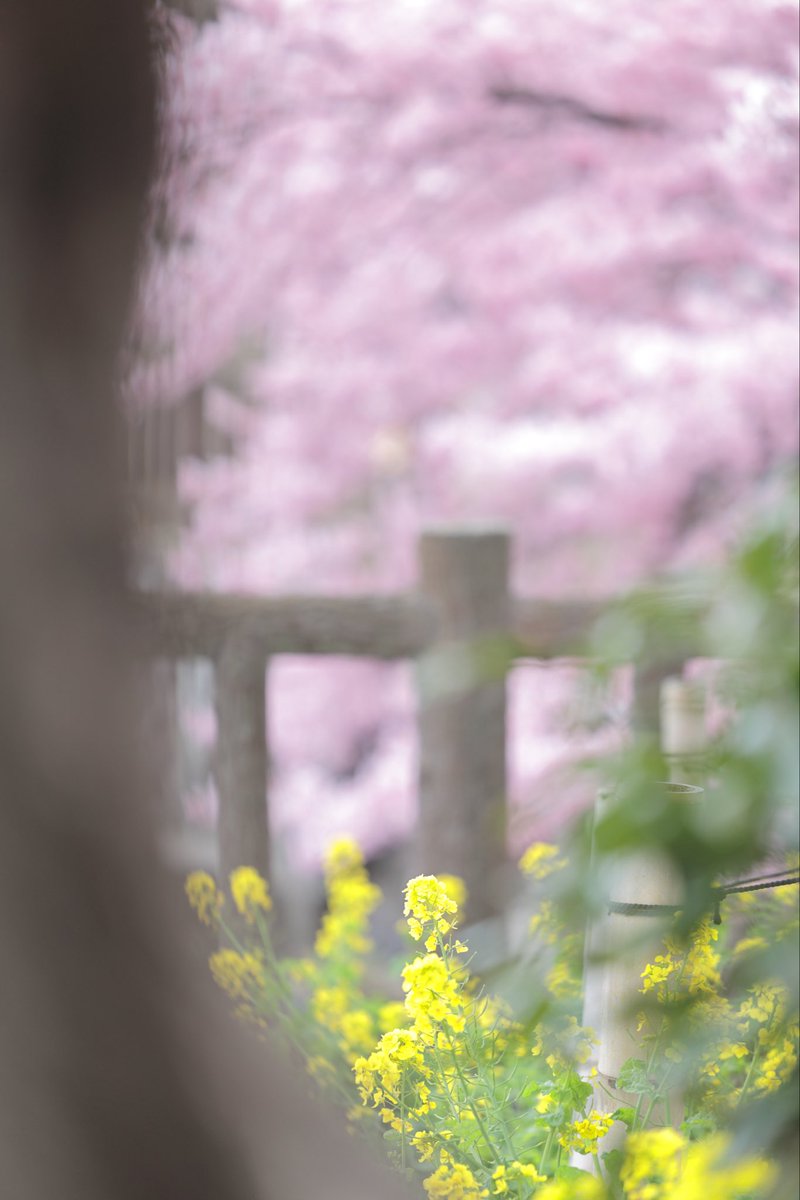 umedaskybuilda1's tweet photo. 菜の花 https://t.co/WtuAk5jizX
