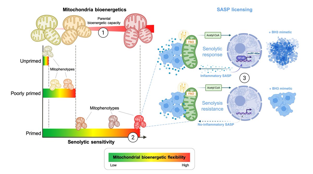 JAVIER A. MENENDEZ tweet media