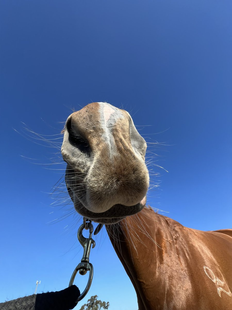 Ohhhhh… no face only :3