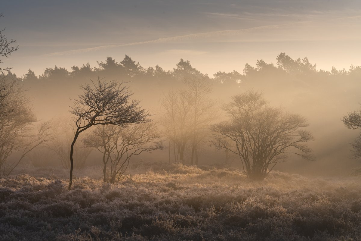 Albert Dros tweet media