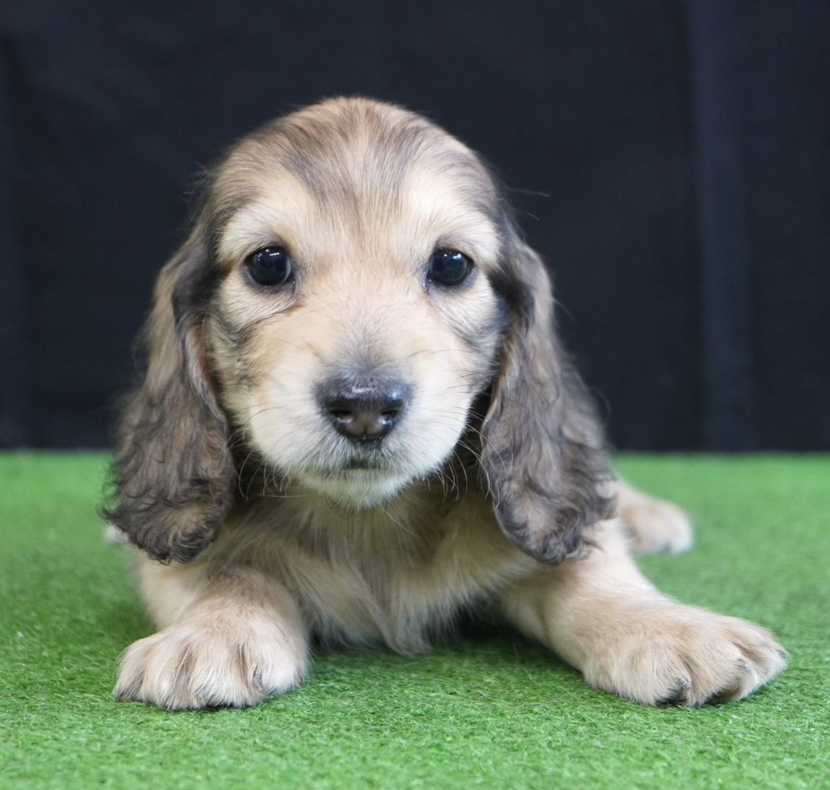 BERUZEDACHS's tweet photo. 子犬紹介🐶

https://t.co/bHo045WWtt

#愛媛県ブリーダー
#愛媛県新居浜市
#BERUZEDACHS
#ベルゼダックス
#ベルゼダックスファミリー
#ダックスフンド
#ダックス専門店
#ダックスブリーダー
#ダックスフンド子犬
#ダックス好きと繋がりたい
#ミニチュアダックスフンド
#子犬
#子犬販売
#ダックス好き https://t.co/kdAfmx6FOB