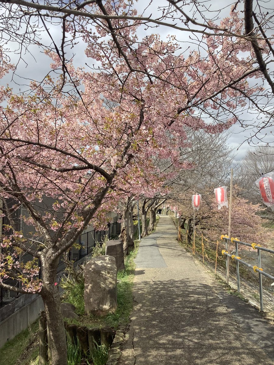 T_MIYA_38's tweet photo. 佐保川の河津桜🌸 https://t.co/8eatcfs33z