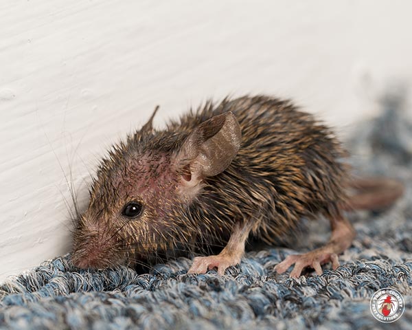 townandcountrypest tweet media