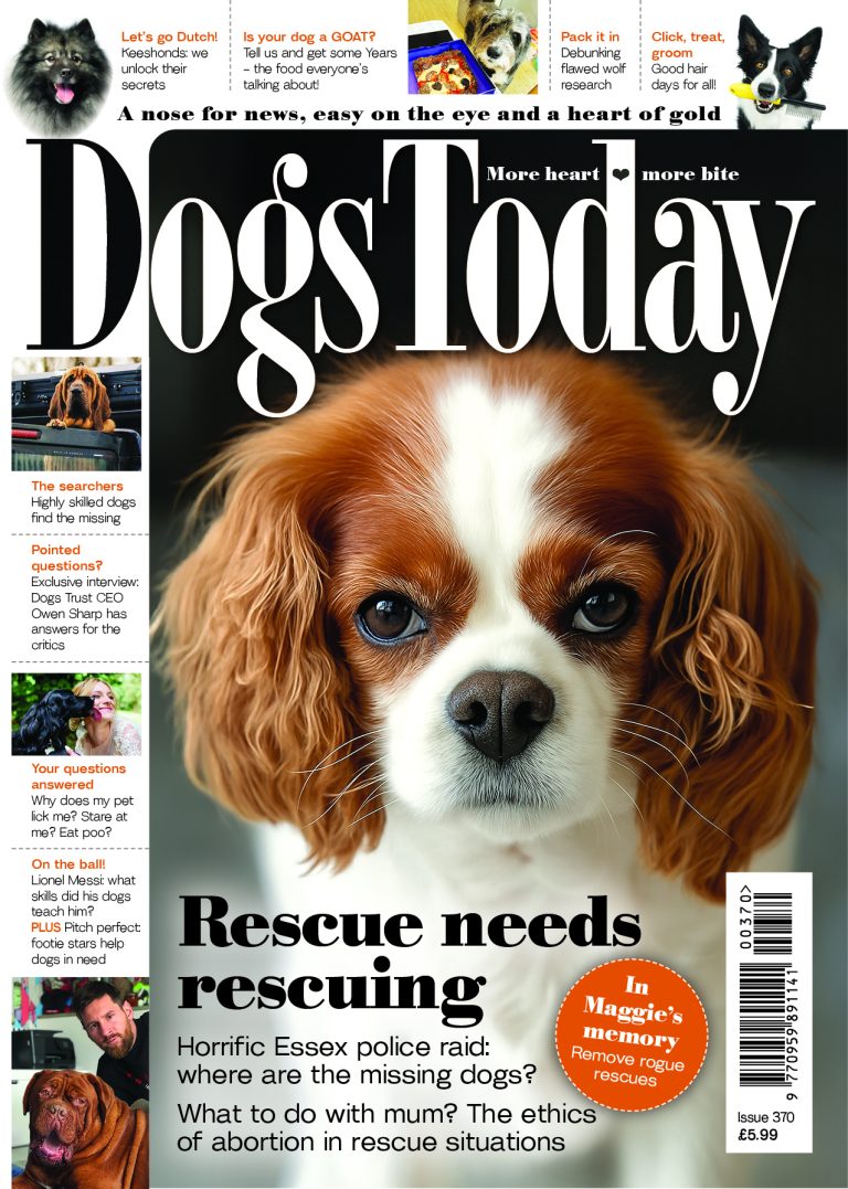 Dogs Today tweet media